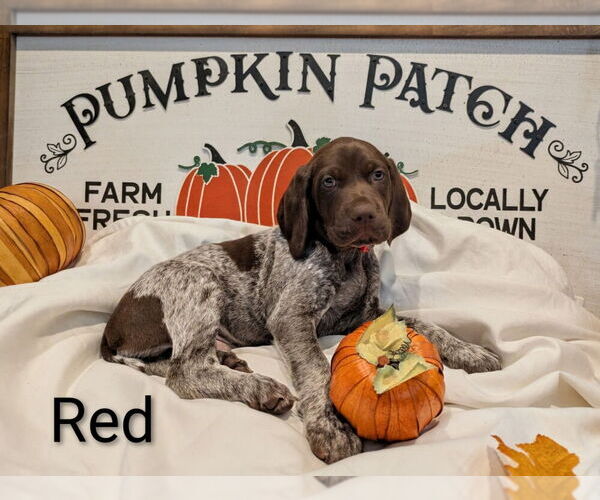 Medium Photo #3 German Shorthaired Pointer Puppy For Sale in CABOT, AR, USA