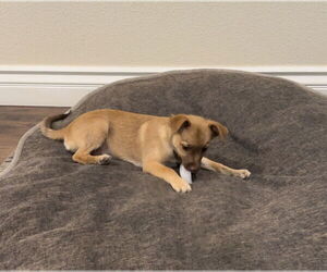 Titto - Male Chiranian Dog for Adoption - Photo #15