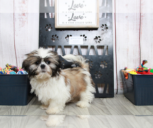 Shih Tzu Puppy for sale in MARIETTA, GA, USA