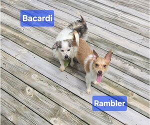 Rambler - Male Jack Chi Dog for Adoption - Photo #9