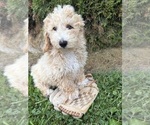Small #1 Bichpoo