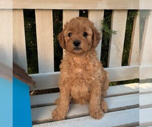 Goldendoodle-Poodle (Miniature) Mix Puppy for sale in LEOLA, PA, USA
