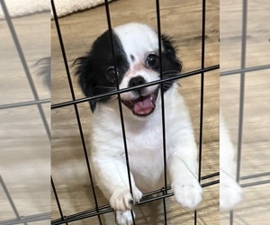 ShiChi Puppy for sale in FORTSON, GA, USA