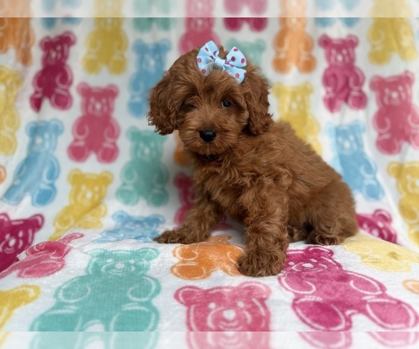 Medium Photo #4 Cockapoo (Miniature) Puppy For Sale in LAKELAND, FL, USA