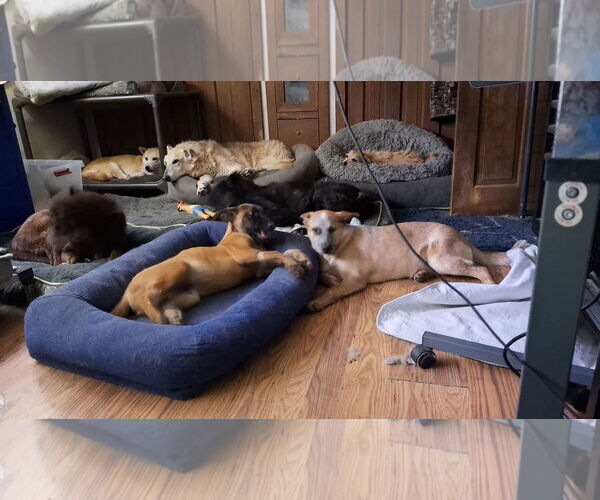 Medium Photo #10 Mutt Puppy For Sale in Sebec, ME, USA