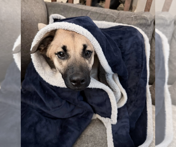 Medium Photo #4 Border Collie-Unknown Mix Puppy For Sale in Anchorage, AK, USA