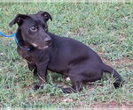 Small #3 Dachshund-Labrador Retriever Mix