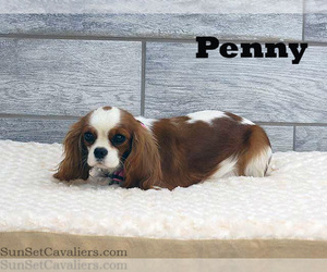 Mother of the Cavalier King Charles Spaniel puppies born on 03/16/2024