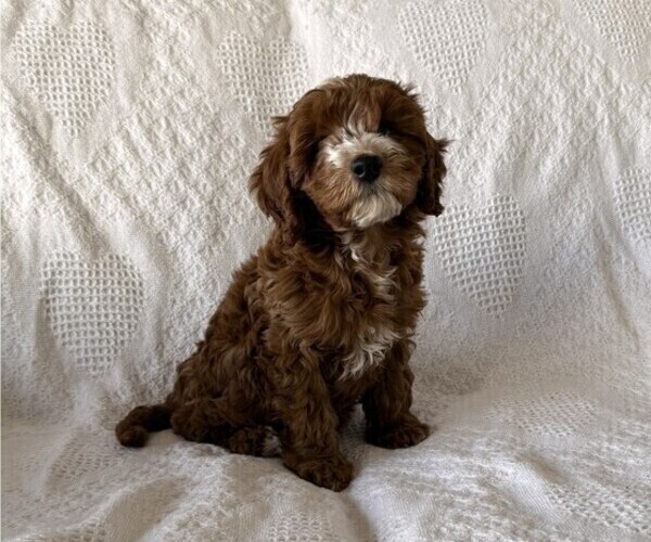 Medium Photo #1 Cavapoo (Miniature) Puppy For Sale in THORP, WI, USA
