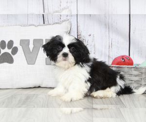 Shih Tzu Puppy for sale in MARIETTA, GA, USA