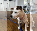 Small #2 Dogo Argentino-Labrador Retriever Mix