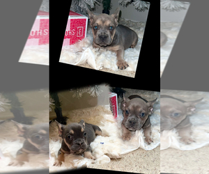 American Bully-French Bulldog Mix Puppy for sale in CLACKAMAS, OR, USA