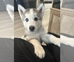 Siberian Husky Puppy for sale in BEDFORD, NH, USA