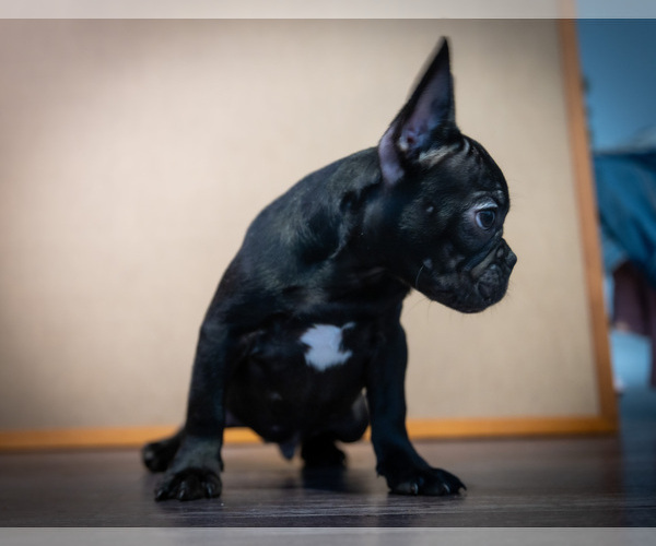Full screen Photo #2 French Bulldog Puppy For Sale in ONTARIO, CA, USA