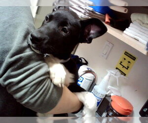 Mutt Dogs for adoption in Martinez, CA, USA