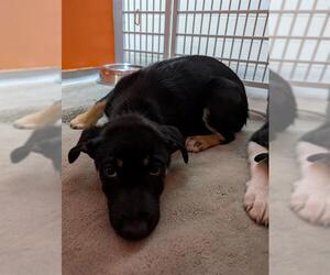 Border Collie-Unknown Mix Dogs for adoption in Frisco, CO, USA