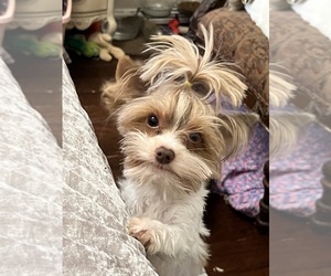 Father of the Yorkshire Terrier puppies born on 04/22/2025