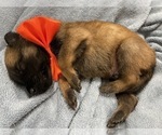 Small Photo #113 Belgian Malinois Puppy For Sale in REESEVILLE, WI, USA