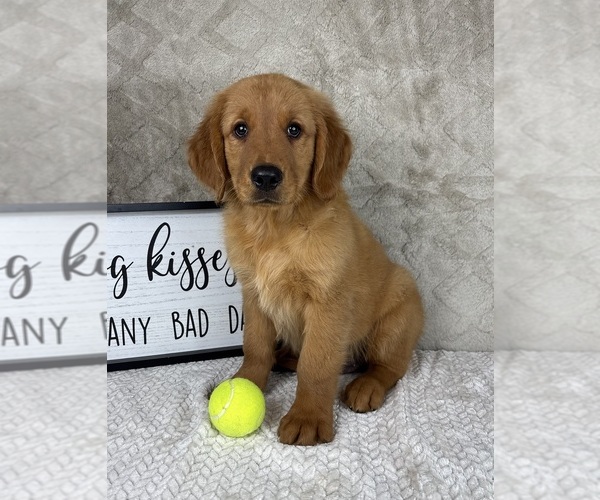 Medium Photo #6 Golden Retriever Puppy For Sale in INDIANAPOLIS, IN, USA