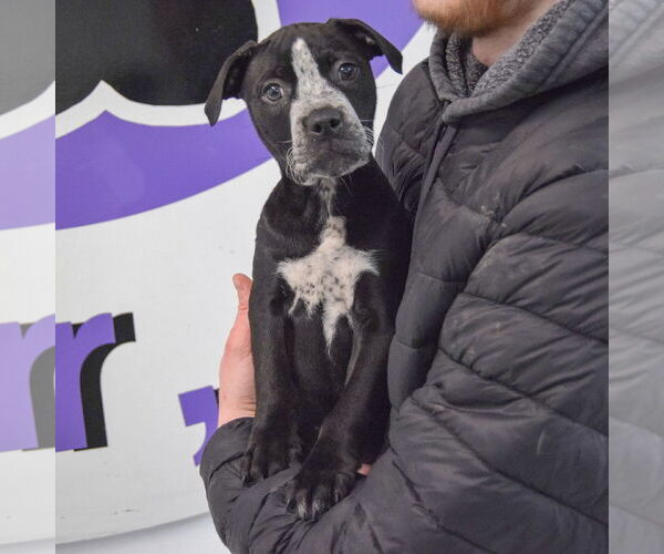 Medium Photo #3 American Staffordshire Terrier-Boxer Mix Puppy For Sale in Huntley, IL, USA