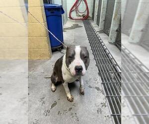 Mutt Dogs for adoption in Stockton, CA, USA