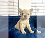 Small #15 French Bulldog