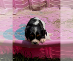 Small #5 Cavalier King Charles Spaniel
