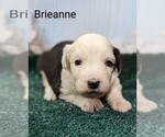 Small Photo #13 Sheepadoodle Puppy For Sale in SEAMAN, OH, USA