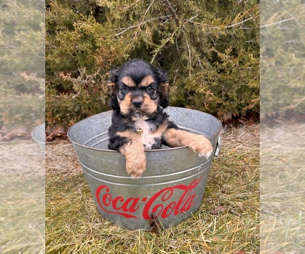 Medium Photo #4 Cocker Spaniel Puppy For Sale in MIDDLEBURY, IN, USA