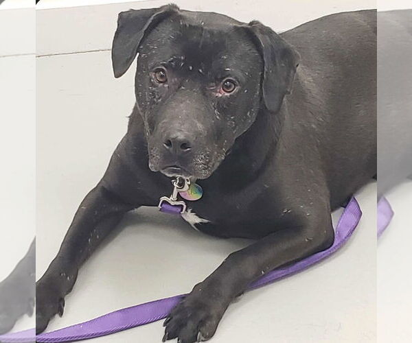 Medium Photo #6 Mutt Puppy For Sale in Westwood, NJ, USA