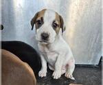 Small Mutt