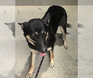 German Shepherd Dog Dogs for adoption in Palmetto, FL, USA