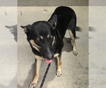 Small German Shepherd Dog