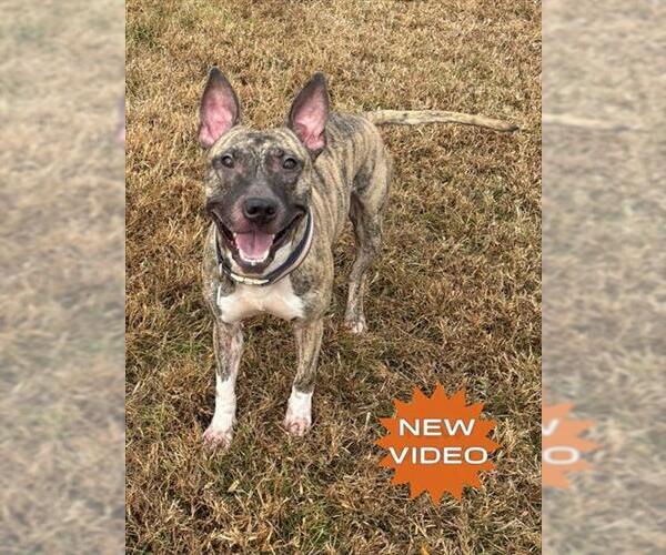 Medium Photo #1 Bull Terrier-Unknown Mix Puppy For Sale in Forestville, MD, USA