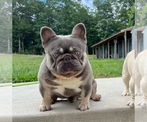 Father of the French Bulldog puppies born on 07/10/2025