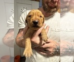 Puppy Dark Green Golden Retriever