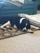 Small Photo #1 English Springer Spaniel Puppy For Sale in DENMARK, WI, USA