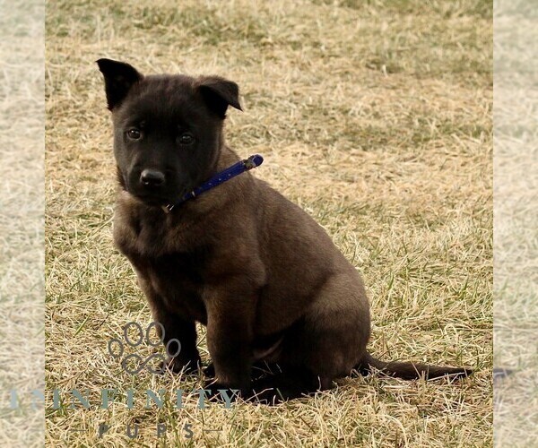Medium Photo #4 Belgian Malinois Puppy For Sale in STRASBURG, PA, USA