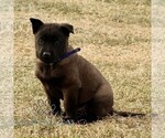 Small #3 Belgian Malinois