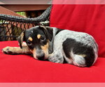 Small #2 Mutt