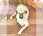Small Photo #4 Anatolian Shepherd Puppy For Sale in Winter Park, CO, USA