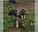 Small #2 Colonial Cocker Spaniel Mix
