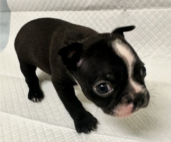 Medium Photo #1 Boston Terrier Puppy For Sale in JACKSONVILLE, NC, USA