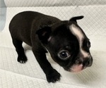 Puppy Puppy 5 Boston Terrier