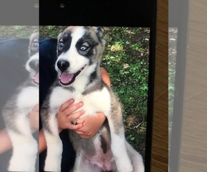 Siberian Husky Puppy for sale in HALIFAX, PA, USA