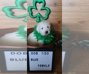 Pyredoodle Puppy for sale in MOORESVILLE, NC, USA
