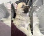 Small #21 Pomsky