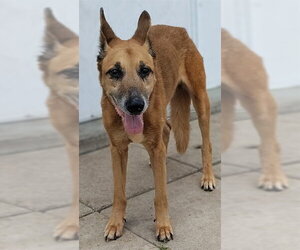 German Shepherd Dog Dogs for adoption in Palmetto, FL, USA