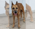 Small German Shepherd Dog