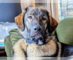 Medium Anatolian Shepherd Mix